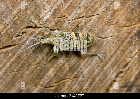 Schwarzfleckiger Zangen-Stützkäfer, Eichenlanghornkäfer (Rhagium mordax), auf Totholz, Deutschland Stockfoto