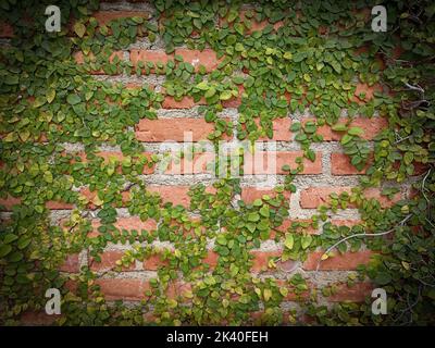 Coatbuttons mexikanische Gänseblümchen auf Backsteinwand Hintergrund Stockfoto