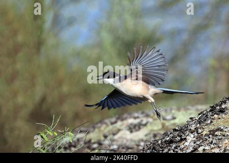 Iberische Azurelster (Cyanopica cochi), hebt einen Stein mit Futter im Schnabel ab, Spanien, Extremadura, Caceres Stockfoto