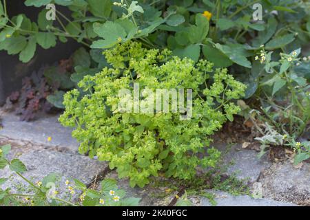 Kleinlicher Spurge (Peplus), auf einem Bürgersteig, Deutschland Stockfoto