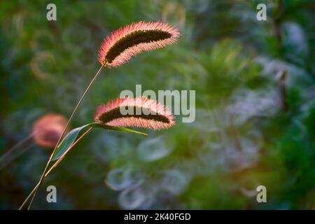 Flaschengras, grünes Borstengras, grüner Fuchsschwanz (Setaria viridis), zwei Ohren im Hintergrund, Deutschland, Nordrhein-Westfalen Stockfoto