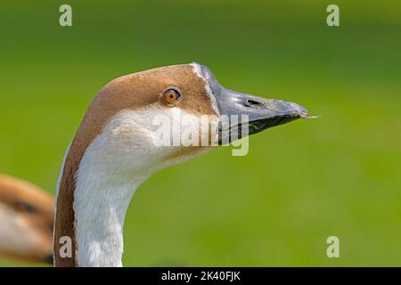 Schwanengans, Braune Afrikanische Gans (Anser cygnoides), Portraot, Deutschland, Baden-Württemberg, Heidelberg Stockfoto