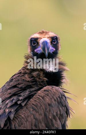 Geier (Aegypius monachus), im juvenilen Gefieder, halblanges Porträt, Spanien, Extremadura, Sierra de San Pedro Stockfoto