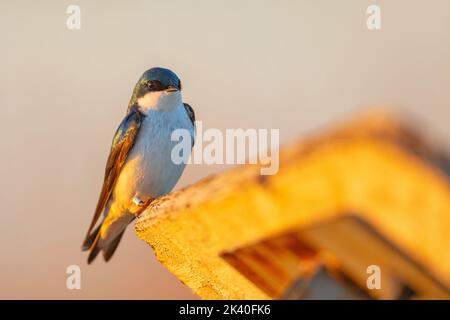Baumschwalbe (Tachycineta bicolor), bei Abendlicht, Kanada, Manitoba, Eiche Hammock Marsh Wetland Stockfoto
