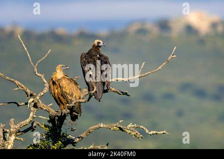 Geier (Aegypius monachus), der zusammen mit einem Gänsegeier auf einem toten Baum steht, Spanien, Extremadura, Sierra de San Pedro Stockfoto