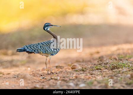 Sonnenschwalbe, Sonnenschwalbe (Eurypyga helias), steht auf dem Boden, Brasilien, Pantanal Stockfoto