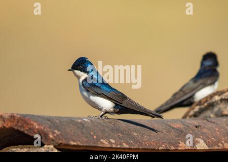 Blau-weiße Schwalbe (Notiochelidon cyanoleuca), auf einem Dach, Brasilien, Serra da Canastra National Park Stockfoto