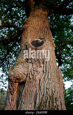 Gemeine Eiche, stielige Eiche, englische Eiche (Quercus robur, Quercus pedunculata), Kaisereiche am Steigerwald, Deutschland, Bayern, Franken, Franken Stockfoto