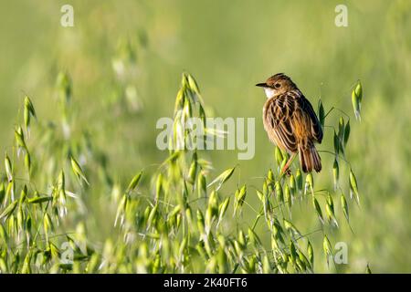 Zitting cisticola (Cisticola juncidis), in einem Haferfeld, Spanien, Extremadura Stockfoto