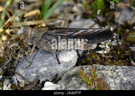 Gesprenkelte Heuschrecke, Europäische Rose-geflügelte Heuschrecke (Bryodema tuberculata, Bryodemella tuberculata), sitzt auf einem Stein, Deutschland Stockfoto