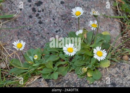 Gänseblümchen, Gänseblümchen, Gänseblümchen (Bellis perennis), auf einem Bürgersteig, Deutschland Stockfoto