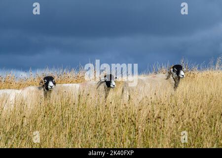 Drei Wensleydale-Schafe im langen Gras oberhalb der Coal Road, die Dentdale mit Garsdale in Cumbria verbindet Stockfoto