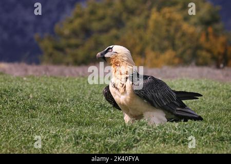 Lammergeier, Bartgeier (Gypaetus barbatus), erwachsener Stand auf einer Wiese, Spanien, Katalonia, Solsona Stockfoto