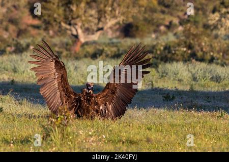 Aegypius monachus, junger Vogel, der auf einer Wiese landet, Vorderansicht, Spanien, Extremadura, Sierra de San Pedro Stockfoto