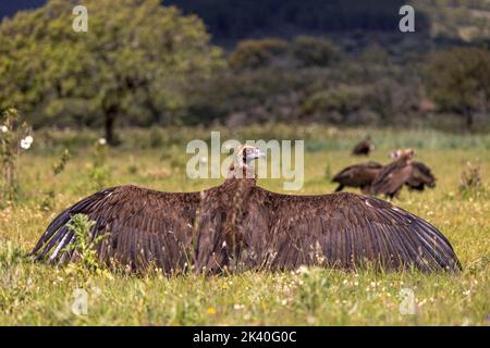 Aegypius monachus, junger Vogel, der auf einer Wiese mit ausgestreckten Flügeln sonnenbaden kann, Spanien, Extremadura, Sierra de San Pedro Stockfoto