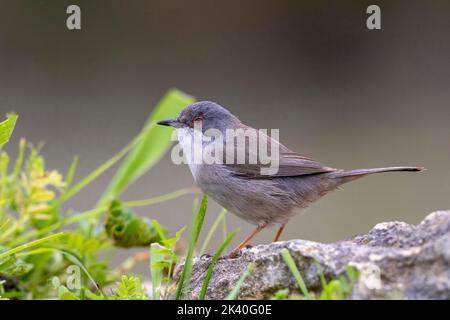 sardischer Waldsänger (Sylvia melanocephala), Weibchen steht auf einem Stein, Spanien, Extremadura, Caceres Stockfoto