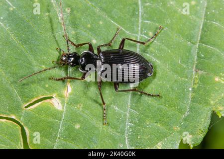 Bodenkäfer (Limodromus assimilis, Platynus assimilis), sitzt auf einem Blatt, Deutschland Stockfoto