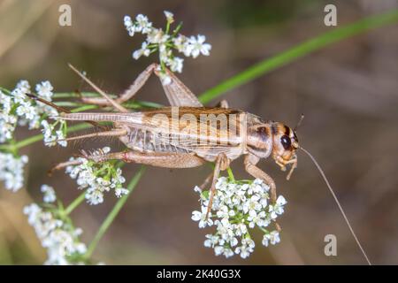 Hausgrille, Hausgrille, Hausgrille (Acheta domesticus, Acheta domestica, Gryllulus domesticus), weiblich auf Blütenbildung, Stockfoto