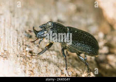 nashornkäfer, kleiner europäischer Nashornkäfer (Sinodendron cylindricum), Männchen auf Totholz, Deutschland Stockfoto