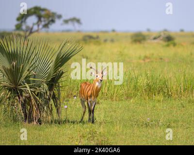Porträt eines ugandischen Kob (Kobus thomasi) im Murchinson Falls National Park (Uganda), sonniger Morgen im Mai Stockfoto