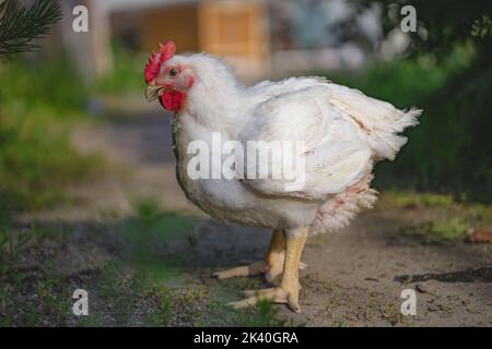 Hähnchenbroiler. Geflügelfarm. Weißes Huhn in einem Bauerngarten spazierend. SDOF Stockfoto