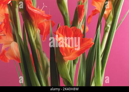 Nahaufnahme von roten Gladiolusblüten auf karmesinrotem Hintergrund. Grußkarte mit leuchtendem Blumenmuster, weicher, selektiver Fokus. Stockfoto