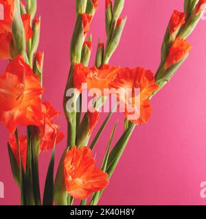 Holiday Square helle Grußkarte mit rot blühenden Blumen auf karmesinfarbenem Hintergrund mit Kopierfläche. Weicher, selektiver Fokus, Vorderansicht, lebendige Farben. Stockfoto