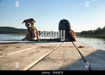 Hundeliebhaber liegen auf einem Steg und blicken auf den See in Schweden. Goldendoodle und gemischte Rasse. Tierfreundschaften. Tierfoto mit Charme. Stockfoto
