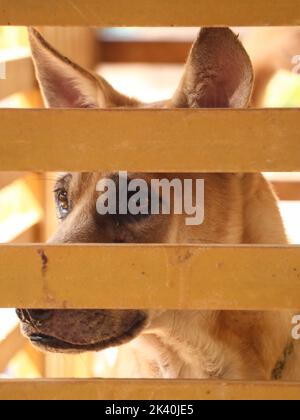 Ein Hund, der leider durch die Gitter aus seinem Käfig schaute Stockfoto