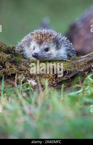 Süßer weißer Igel aus dem Norden (Erinaceus roumanicus), der versucht, über ein altes moosbedecktes Stück Baumstamm zu klettern Stockfoto