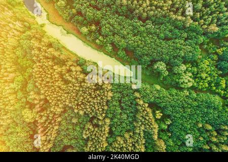 Luftaufnahme Green Forest Woods Und Small Marsh, Moor, Swamp Pond Landscape Im Sommer Sonnentag. Von Oben Blick Auf Die Schöne Europäische Natur Aus Der Höhe Stockfoto