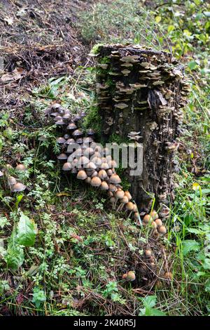 Der gewöhnliche Schwefelkopf mit dem lateinischen Namen Hypholoma fasciculare oder der Zwergschwefelkopf ist ein giftiger Pilz aus der Familie Strophariac Stockfoto