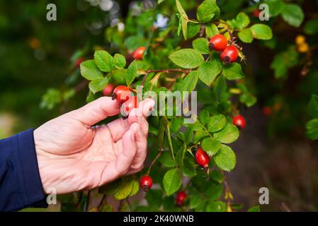 Die Hand einer Frau erntet an einem Herbsttag rote Hagebutten aus einem Busch mit grünen Blättern. Nahaufnahme mit verschwommenem Hintergrund. Stockfoto