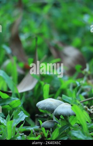 Schöne Nahaufnahme von Waldpilzen. Pilze sammeln. Pilze Foto, Wald Foto, Wald Hintergrund Stockfoto