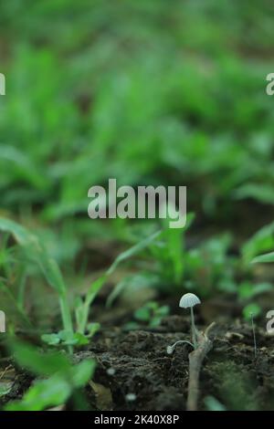 Schöne horizontale Nahaufnahme eines winzigen Pilzes, der auf einem T-Stamm mit grünem Moos und dunklem Bokeh-Waldhintergrund wächst. Makro von Pilzen im Herbst für Stockfoto