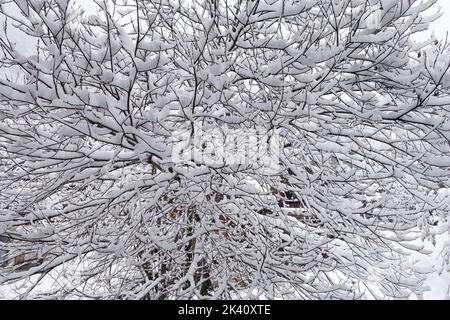 Nahaufnahme eines monochromen Bildes mit Details von verworrenen Ästen im Winter, die von Neuschnee bedeckt sind Stockfoto