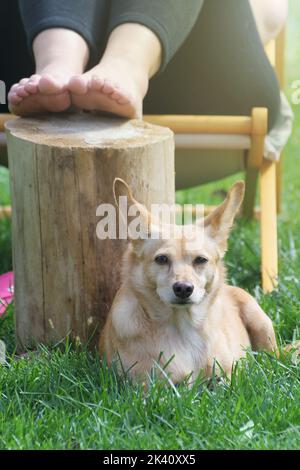 Niedlicher entzückender Hund liegt auf dem Gras neben einer Frau, die im Liegestuhl im Hintergrund sitzt. Haustiere, Freundschafts- und Entspannungskonzepte Stockfoto