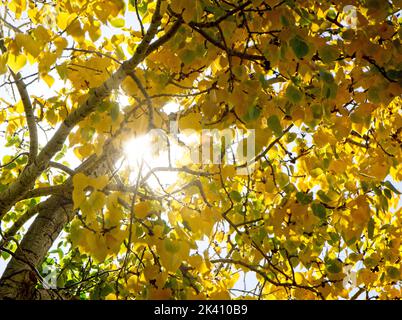 Der Herbst verlässt den Bowmont Park Calgary Alberta Stockfoto