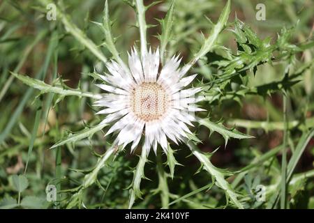 Im Sommer blüht die Silberdistel in den französischen alpen Stockfoto