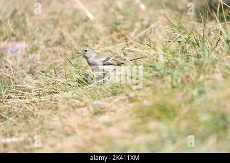 Weiblicher Buchfink auf dem Boden, der Insekten im Gras jagt Stockfoto