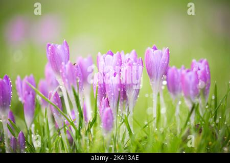 Nahaufnahme von schönen lila Krokusblüten im Frühlingsregen, wächst im Gras mit grünem natürlichen Hintergrund. Stockfoto