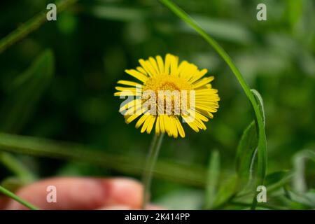 eine gelbe Blume Stockfoto