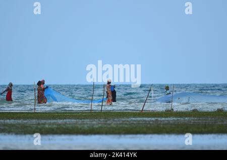 Frauen in traditionellen bunten Kleidern ernten Algen und Weichtiere bei Ebbe. Sansibar, Tansania Stockfoto