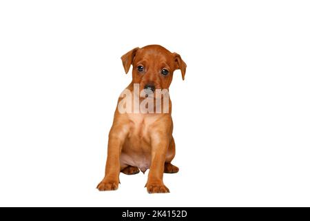 Ein charmanter Welpe sitzt auf weißem Hintergrund. Der kleine Hund setzt sich und schaut nach vorne. Isolieren. Hochformat. Das Tier ist braun, glatthaarig, Vollblut. Mini-Pinscher. Stockfoto