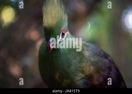 Knysna Lourie oder Turaco, Vögel des Paradieses Voliere und Heiligtum, Plettenberg Bay, Südafrika Stockfoto