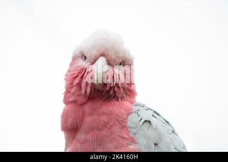 GALAH-Vogel - Eolophus roseicapilla Stockfoto