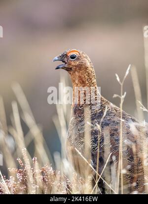 Atemberaubende vertikale Aufnahme eines roten Birkhuhns (Lagopus lagopus scotica), der aus der Nähe auf Moorland, Ilkley Moor, West Yorkshire, England, britische Tierwelt ruft Stockfoto