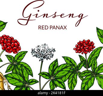 Ginseng farbenfrohes quadratisches Design. Handgezeichnete botanische Vektorgrafik im Skizzenstil. Stock Vektor