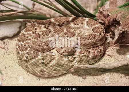 Crotalus viridis lutosus Stockfoto