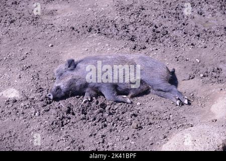 Schlafende Wildschwein Stockfoto